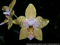 Photo : Phalaenopsis New Wave