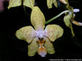 Photo : Phalaenopsis New Wave