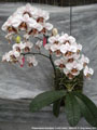 Photo : Phalaenopsis stuartiana