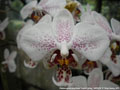 Photo : Phalaenopsis stuartiana