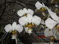Photo : Phalaenopsis stuartiana
