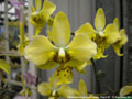 Photo : Phalaenopsis stuartiana