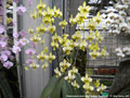 Photo : Phalaenopsis stuartiana