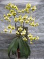 Photo : Phalaenopsis stuartiana