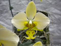 Photo : Phalaenopsis stuartiana