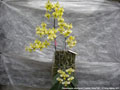 Photo : Phalaenopsis stuartiana