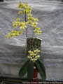 Photo : Phalaenopsis stuartiana