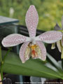 Photo : Phalaenopsis Tetra Star