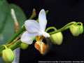 Photo : Phalaenopsis Jiaho's Lovely Star