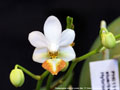 Photo : Phalaenopsis Jiaho's Lovely Star