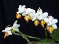 Photo : Phalaenopsis Jiaho's Lovely Star