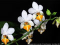 Photo : Phalaenopsis Jiaho's Lovely Star
