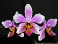Photo : Phalaenopsis Lippold's Favorit