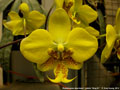 Photo : Phalaenopsis stuartiana
