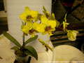Photo : Phalaenopsis stuartiana