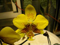 Photo : Phalaenopsis stuartiana