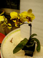 Photo : Phalaenopsis stuartiana