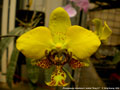 Photo : Phalaenopsis stuartiana