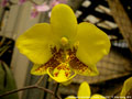 Photo : Phalaenopsis stuartiana