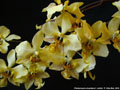 Photo : Phalaenopsis stuartiana