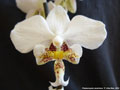Photo : Phalaenopsis stuartiana