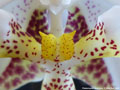 Photo : Phalaenopsis stuartiana