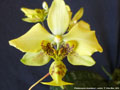 Photo : Phalaenopsis stuartiana