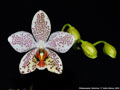Photo : Phalaenopsis Gretchen