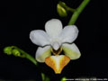 Photo : Phalaenopsis Jiaho's Lovely Star
