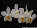 Photo : Phalaenopsis Gretchen
