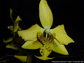 Photo : Phalaenopsis stuartiana
