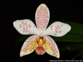 Photo : Phalaenopsis Tetra Star
