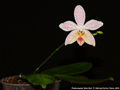 Photo : Phalaenopsis Tetra Star