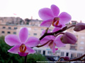 Photo : Phalaenopsis Bonita (1965)