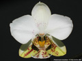 Photo : Phalaenopsis stuartiana