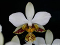 Photo : Phalaenopsis stuartiana
