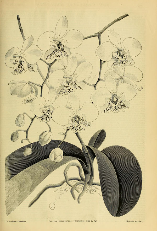 Phalaenopsis stuartiana Figure 149