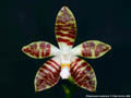 Photo : Phalaenopsis sumatrana