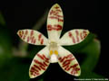 Photo : Phalaenopsis sumatrana