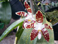 Photo : Phalaenopsis sumatrana