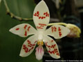 Photo : Phalaenopsis sumatrana