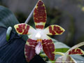 Photo : Phalaenopsis sumatrana