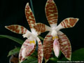 Photo : Phalaenopsis sumatrana