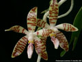 Photo : Phalaenopsis sumatrana