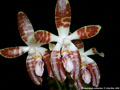 Photo : Phalaenopsis sumatrana