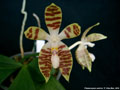 Photo : Phalaenopsis sumatrana
