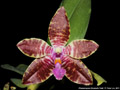 Photo : Phalaenopsis Elizabeth Todd