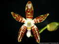 Photo : Phalaenopsis sumatrana