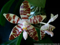Photo : Phalaenopsis sumatrana