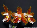 Photo : Phalaenopsis Ambotrana